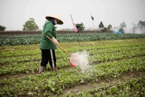 This showcases the Hanoi Rice Fields Tour