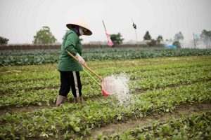 Showcases the rice field trip