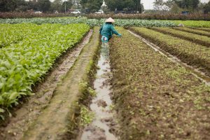 This showcases the Hanoi Rice Fields tour