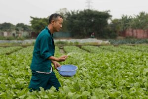 This showcases the Hanoi Rice Fields Tour