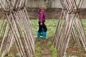This showcases the Hanoi Rice Fields tour